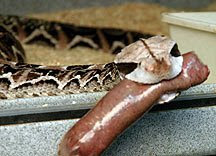 Snake sausage food May 05, · Re: Snake Sausage? I believe it was Petsmart that pushed these when they first started selling snakes (corns) years ago. They weren't big on selling snakes that ate rodents so they required them to be fed the sausages and told the customers that's what they ate.